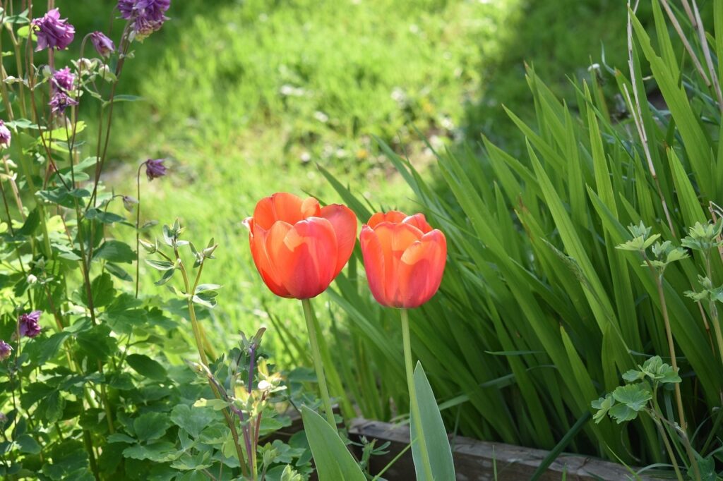 Webhosting s doménou k sobě pasují jako tyhle dva tulipány